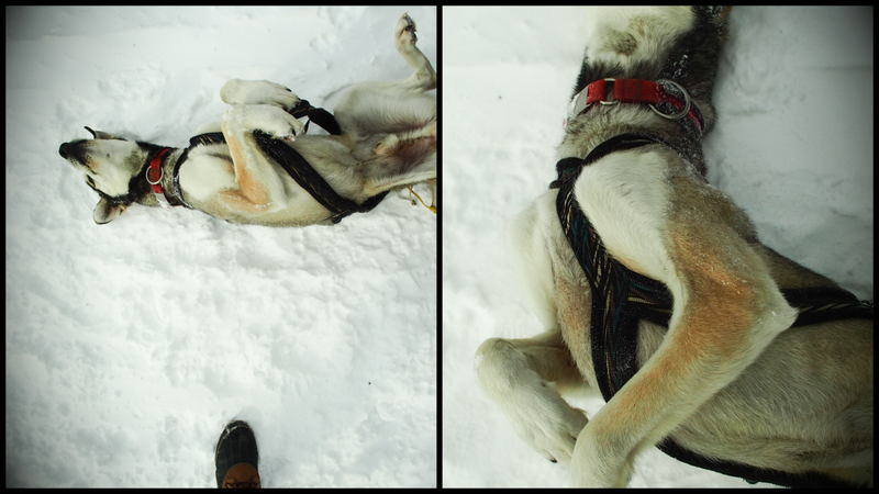 Illustration for article titled Where the Dogs Are: A Dogsledding Photo Diary